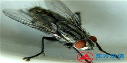 蒼蠅太多了用什么方法消滅才能去除干凈？